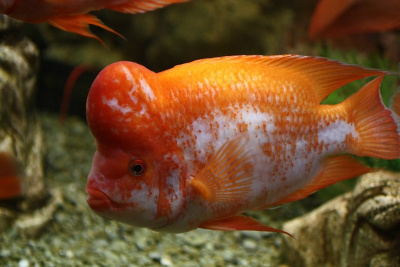 Цихлазома Лабиатум