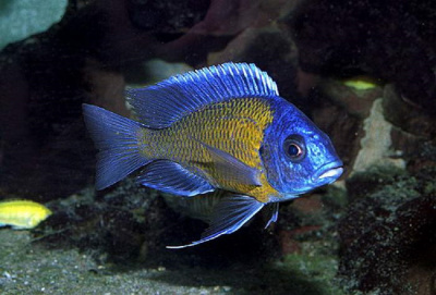 картинка Копадихромис Лазурный  от магазина