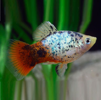 Пецилия Голубая Ситцевая