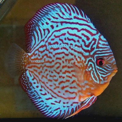 Дискус Голубой Туркис Symphysodon aequifasciata
