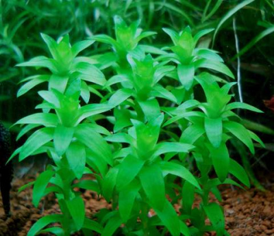 Тонина Флюватилис, с грузом