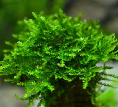 Мох Сингапур, 1гр