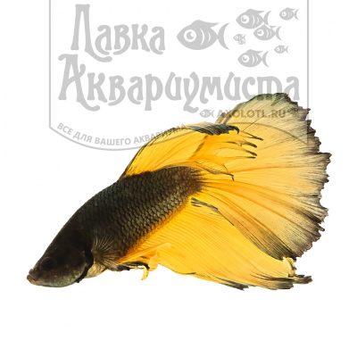 Петушок Халфмун Горчичный Газ (самец)