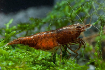 Креветка Вишня Шоколадная  Neoncardina sp.