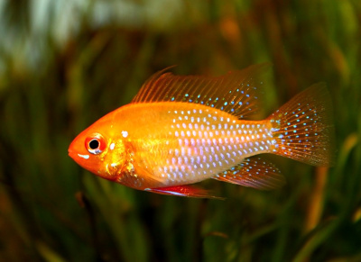 Апистограмма Рамирези Золотая Microgeophagus ramirezi