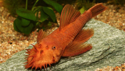 Анциструс Красный (Супер ред) Ancistrus sp,