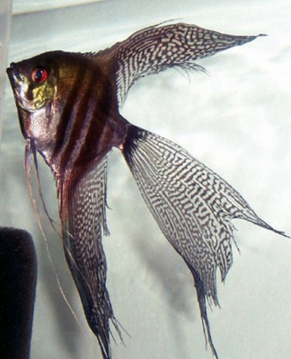 Скалярия Вуалевая, SM