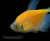 Тернеция (GloFish) Желтая Светящаяся Тернеция (GloFish) Желтая Светящаяся