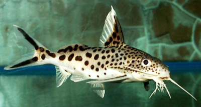 Синодонтис Кукушка