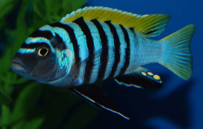 Лабидохромис Мбамба Бэй