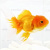 Оранда Красная (L) Carassius auratus