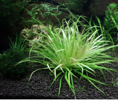 Бликса Японская, с грузом