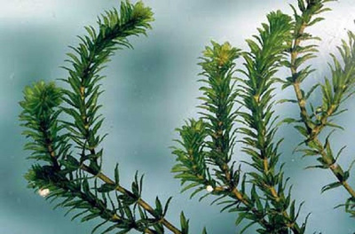 Гидрилла Мутовчатая, с грузом