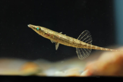 картинка Бирманская карликовая колюшка (рыба парадокс) от магазина