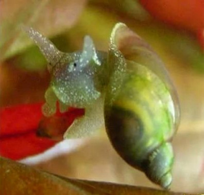 картинка Улитка Покемон от магазина