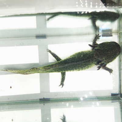 Аксолотль Темный Рыцарь, XL Ambystoma mexicanum