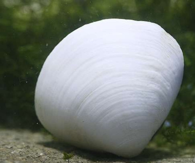 картинка Мидия белая от магазина