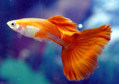 Гуппи Кремлёвские (самцы) Poecilia reticulata