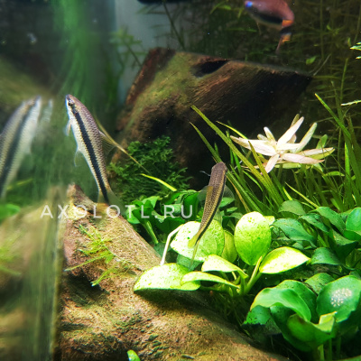 Водорослеед Сиамский Crossocheilus siamensis Водорослеед Сиамский Crossocheilus siamensis