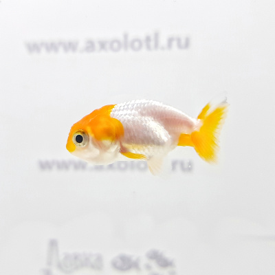 Ранчу Красно-Белый (S) Carassius auratus