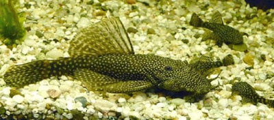 Анциструс, M Ancistrus sp,