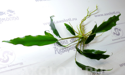 Анубиас Минима, шт Анубиас Минима, шт