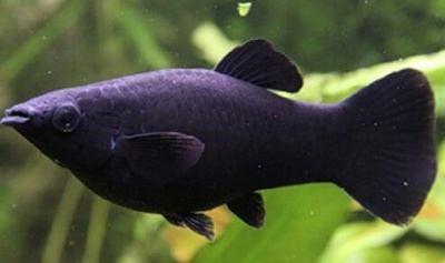 Моллинезия Черная