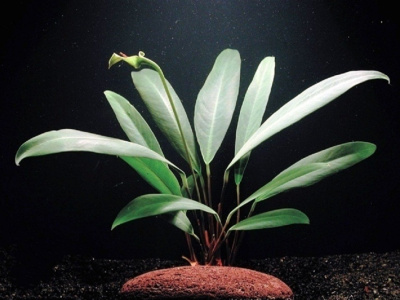 Анубиас Ланцетовидный, шт Анубиас Ланцетовидный, шт