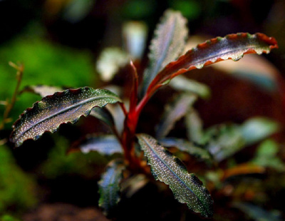Буцефаландра Bucephalandra sp. Kedagang