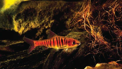 Барбус Ангольский Barbus barilioides Барбус Ангольский Barbus barilioides