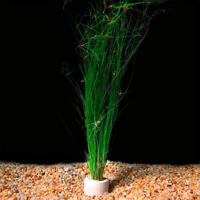 Элеохарис Живородящий, с грузом Элеохарис Живородящий, с грузом