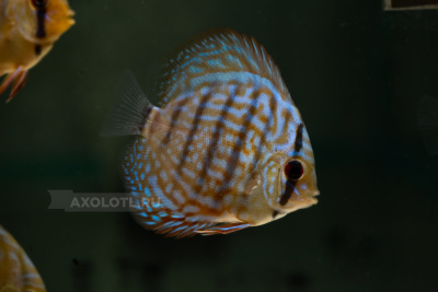 Дискус Туркис Синий, SM Symphysodon