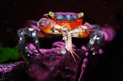 Краб Радужный, L Pseudosesarma moeshi Краб Радужный, L Pseudosesarma moeshi