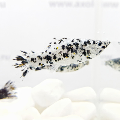 Моллинезия Далматинец