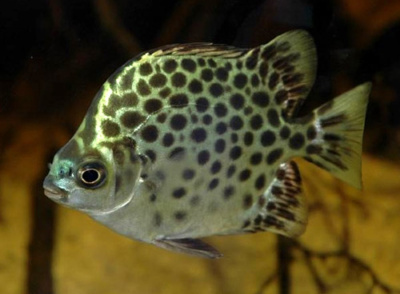 Скатофагус зеленый