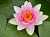 Nymphaea Masaniello - розовая,  средний сорт
