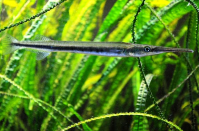 Рыба-Игла (пресноводная)