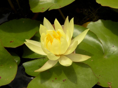 Nymphaea Mexicana zaccarini - желтая, мелкий сорт