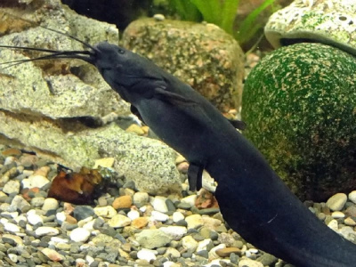 Сом Мешкожаберный