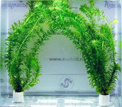 Элодея Зубчатая, с грузом Элодея Зубчатая, с грузом