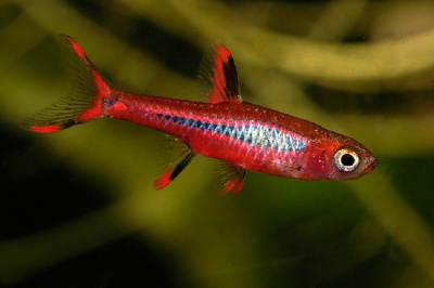 Расбора Бригитты  Mosquito rasbora