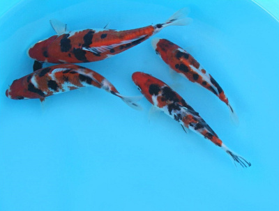 Карп КОИ САНКЕ (ситцевый), L