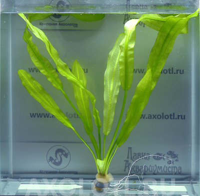 Эхинодорус Майор, с грузом Echinodorus Major