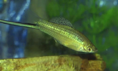 Меченосец Высокоплавничный Зеленый