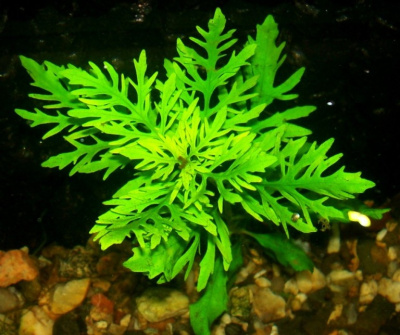 Синема, с грузом Hygrophila difformis