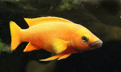 Лампрологус Апельсиновый