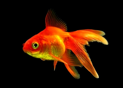 Риукин Красный (S) Carassius auratus