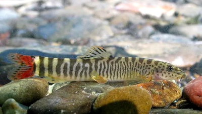 картинка Шистура Винцигуеррае от магазина