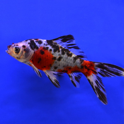 Комета Ситцевая Шубункин (SM) Carassius auratus Комета Ситцевая Шубункин (SM) Carassius auratus