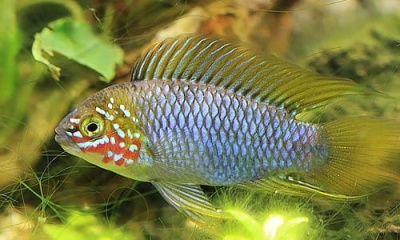 Апистограмма Борелли Apistogramma borelli opal